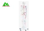 Life Size Medical Anatomical Human Skeleton Model 97 X 45.5 X 28cm
