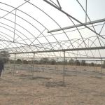 Film Covered Greenhouse for Agriculture in Namibia Affordable and Customizable
