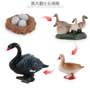 Quality Black Swan Life Cycle Figure Model Toy For Boys Girls Kids wholesale