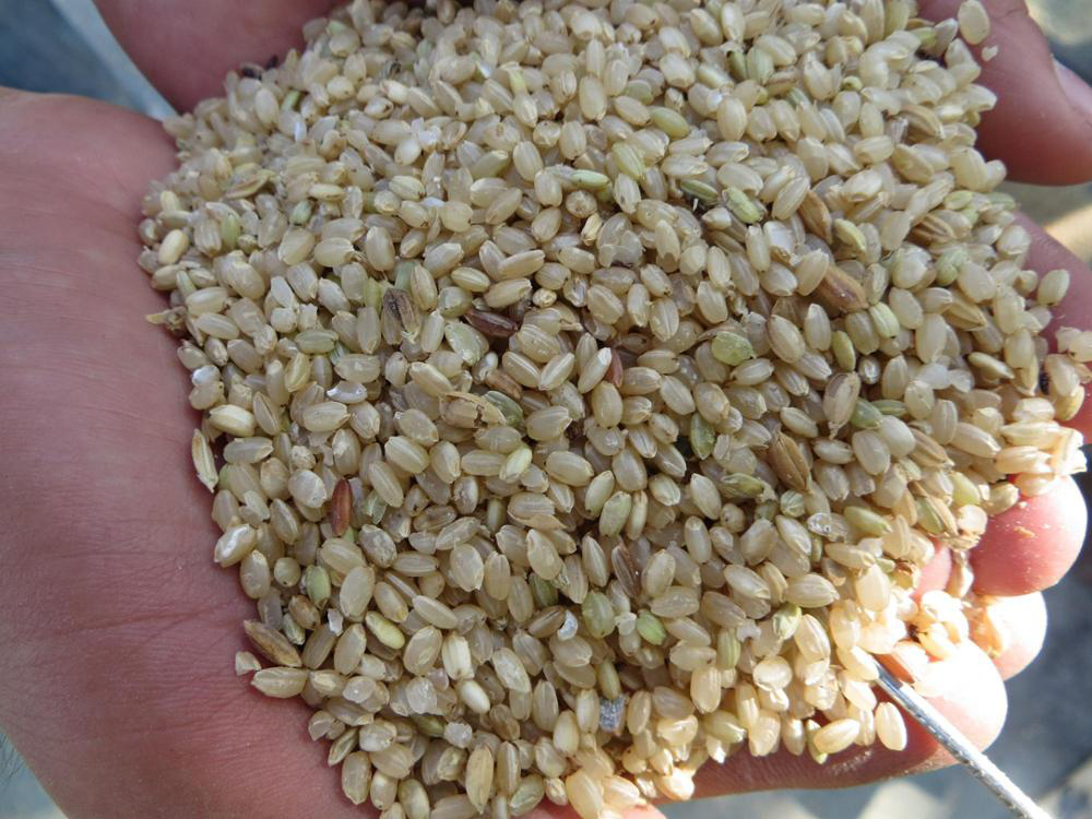 Manufacturing Plant Rice Hulling Machinery with 3000-3500kg/h Capacity and Low Noise