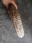 ECO Friendly Decoration Panels Privacy Carbonized Natural Reed Outdoor Garden