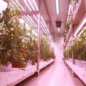 Quality Steel Cover Shipping Container Greenhouse for Hydroponic Vertical Farming Production wholesale