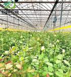 Customization Juxiang Greenhouse's Customizable Commercial Film and Glass