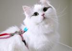 Pink Cat Harness And Leash Cat Halter And Leash Adjustable