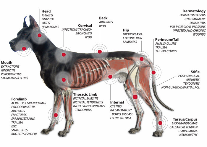 Level Four Equine Laser Therapy Machine 8 Watt Pain Free