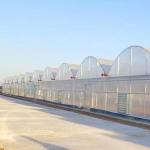 Agriculture Plastic Film Polytunnel Multi-span Strawberry Greenhouse