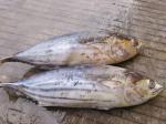 A Grade Whole Round 3.4kg IQF Frozen Skipjack Tuna