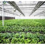 Lettuce Vegetable Growing Smart Greenhouse Farming Greenhouse With Steel Frame