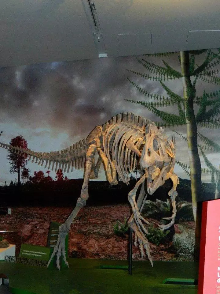 Shopping Mall Dinosaur Skeleton Replica Size Customizable Dinosaur Skull Fossil