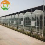 50m Length Agricultural Glass Greenhouse for Hydroponic Systems and Tomato