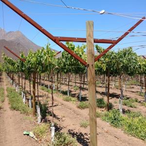 Quality Anti Corrosive Vineyard Trellis Construction Metal Line Vineyard Posts 2.5mm Thick wholesale
