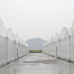 Plant Nursery Polyethylene Film Greenhouse Kit / Farm Tech Greenhouses