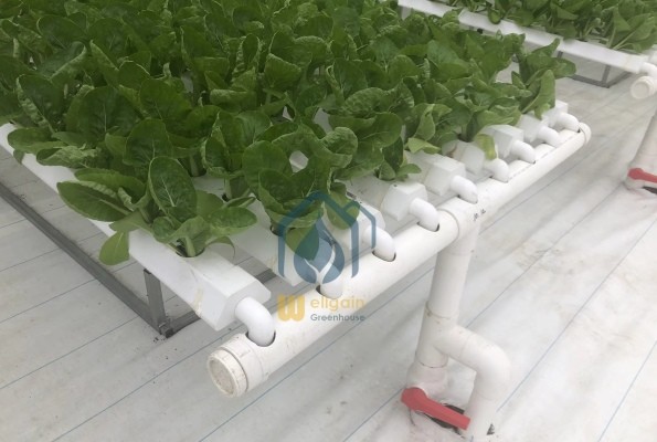 Agricultural Lettuce Hydroponic Growing System NFT Vertical Hydroponic System