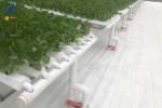 Customized Hydroponic NFT Pipe Greenhouse Flat PVC Tube Hydroponic Systems
