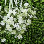 Plastic Uv Protected Artificial Greenery Hedge Wall For Decoration