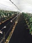 1.6x10 Meter Weed Control Nonwoven Fabric For Farming Or Gardening