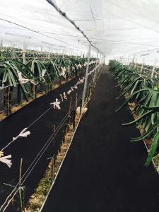 Quality Uv Treated Nonwoven Fabric Film Greenhouse Or Weed Control wholesale