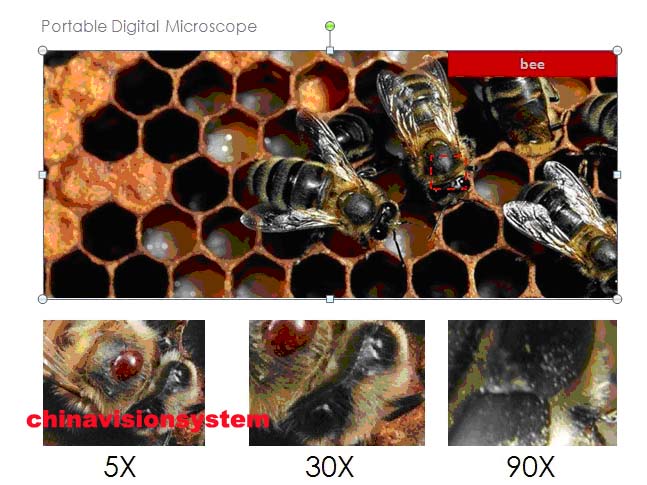Low Cost 2.7Inch 500X Magnification 5MP Portable Digital Microscope