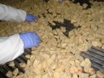 Frozen Fried Sweet Potato Random Cut, Variety of Shengli 100