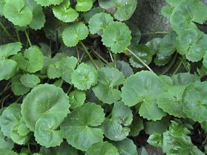 Quality Gotu Kola Extract, Total triterpenes 60%,70%,80%, natural Anti-inflammatory and anti-aging, cosmetic ingredients, Hot wholesale
