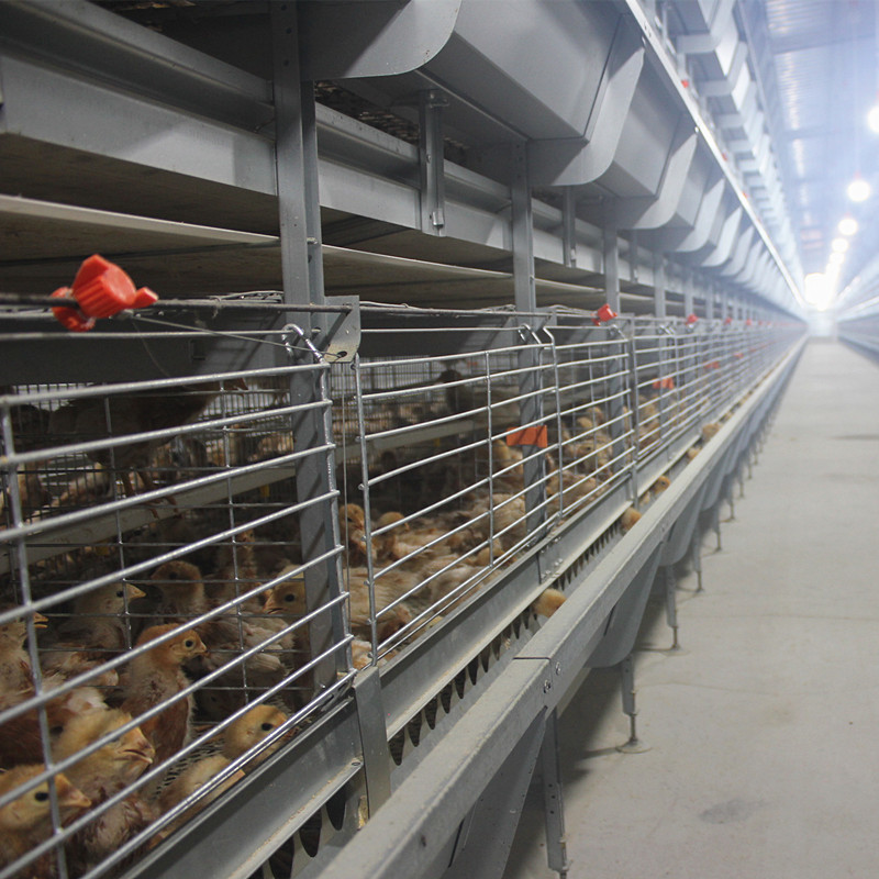 One Day Old Baby Chick To 45 Days Chicken Cage Chicken Farm