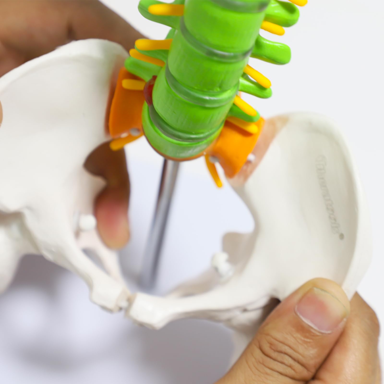 Flexible Anatomical Skeleton Model Femur And Pelvic Bone Heads Vertebrae