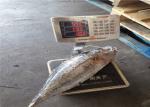 Whole Round BQF 5kg 10kg Yellowfin Fresh Frozen Tuna