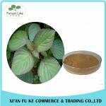 Food Grade Chinese Traditional Herbal Perilla Frutescens Leaf Extract