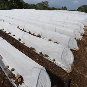 Quality Agriculture Biodegradable Extra Wide Nonwoven PP Spunbond Fabric For Winter wholesale