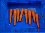 Stainless Steel 304 Peeling Machine for Root Vegetables like Potato Carrot and