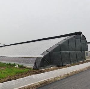 Quality Steel Plastic Double Arch Beam Design Greenhouse For Vegetables wholesale