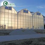 Ventilation-Friendly Tomato Greenhouse with Dutch Bucket and Plastic Film