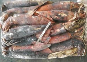 Quality Whole Round Frozen Giant Squid wholesale