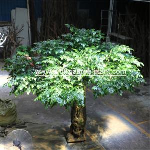 Quality Bodhi Leaves Artificial Ficus Religiosa Tree Fiberglass / Wood Material wholesale