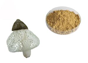 Quality Organic Dictyophora Indusiata Extract wholesale