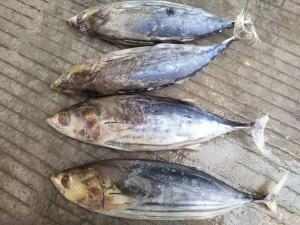 Quality A Grade Whole Round 3.4kg IQF Frozen Skipjack Tuna wholesale