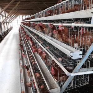 Quality Hot Galvanised Chicken Poultry Cage Layer Poultry Farming Equipment wholesale