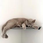 Steel Wall Cat Climbing Shelf with Copper Perches and Scratching Post Heavy Duty