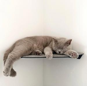 Quality Keep Your Cat Active and Healthy with Yellow Floating Cat Wall Shelves Steel Perches wholesale