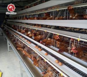 Quality 43*41*41cm Per Door Size A Type Battery Cage Poultry Farming wholesale