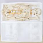 85cm Disarticulated Educational Skeleton Model For Medical Teaching