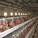160 Birds Egg Layer Chicken Cage A Type Equipments For Poultry Farms