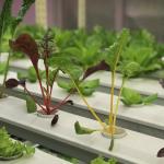 Intelligent Temperature Control Container Greenhouse for JX-A0096 Soilless