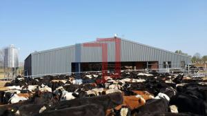 Quality Easy Install Modern Cattle Shed , Prefabricated Metal Farm Barns wholesale