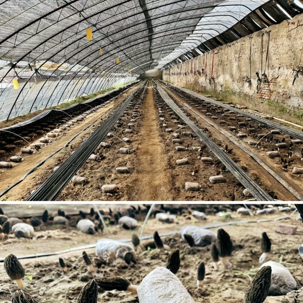Hydroponic Seeding Breening Greenhouse