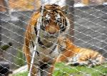 High Tensile Strength Animal Enclosure 316 Flexible Stainless Steel Cable