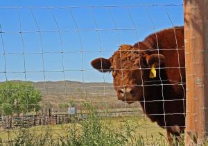 Quality 5 6 7 8ft Knot Field Fence wholesale