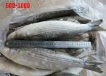 Whole Round Healthy BQF 500g 1000g Frozen Grey Mullet