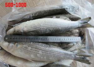Quality Whole Round Healthy BQF 500g 1000g Frozen Grey Mullet wholesale