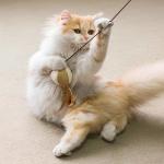 Cat Teaser Stick Cat Toys Juguetes para Gatos Pet Toys Products for Your Feline